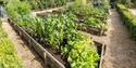 Planters full of vegetables and herbs at Helmsley Walled Gardens