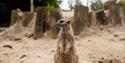 meerkat at Longleat