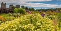 Yellow flowers at Helmsley Walled Gardens