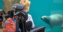 Child in wheelchair looking at seals at Woburn Safari Park