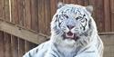 Lincolnshire Wildlife Park