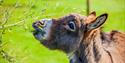 Photo of a donkey nibbling some leaves off a tree