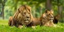 lions at Longleat