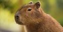 capybara at Hertfordshire Zoo