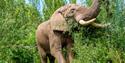 An elephant at Noah's Ark Zoo Farm