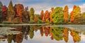 Trees reflecting in the lake at Bedgebury National Pinetum and Forest