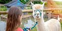 a little girl walking an alpaca at Fairytale Farm