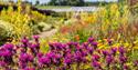 pink and yellow flowers at Helmsley Walled Gardens