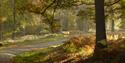 autumn colours and pathways through Wyre Forest  (credit Phil Rudlin)