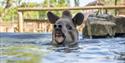 tapir at Hertfordshire Zoo