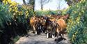 Jersey cows moving along the Green Lanes