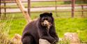 A bear at Noah's Ark Zoo Farm