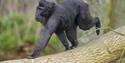 A Sulawesi crested macaque at Whipsnade Zoo Monkey Forest