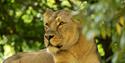 London Zoo Lioness Arya