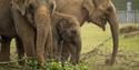 Asian elephant herd at Whipsnade Zoo