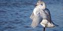 A swan on the water at WWT Slimbridge