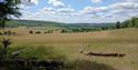 Wendover Woods