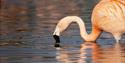 flamingo in the water at WWT Slimbridge