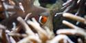 Clown Fish at London Zoo