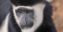 Colobus monkeys at London Zoo
