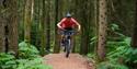Wendover Woods