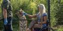 Big cat experience at Hertfordshire Zoo