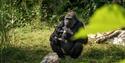 Mother and baby gorilla