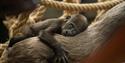 Baby Gorilla at London Zoo