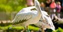 Pelican at WWT Arundel Wetland Centre