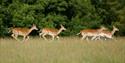 Fallow deer at Calke Abbey