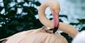 Flamingo with Chick