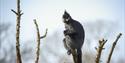 Francis Langur in Monkey Forest at Whipsnade Zoo
