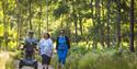 Three people enjoy a sunny walk through a lush forest. Two women walk side by side while a man rides a mobility scooter, all looking content.