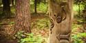 Tree trunk in a lush forest with carved music notes and an arrow, suggesting a whimsical atmosphere. Ferns and trees surround the scene.