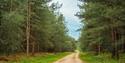 A serene dirt path flanked by tall, dense pine trees in a lush green forest under a cloudy sky, conveying tranquility and natural beauty.