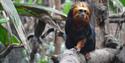 Golden lion headed tamarin at London Zoo