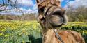 An alpaca with spring flowers at Alpacaly Ever After