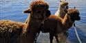 three Alpacas in river at Alpacaly Ever After