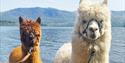 Two alpacas stood near a lake at Alpacaly Ever After