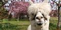 A white alpaca stood in front of cherry trees at Alpacaly Ever After