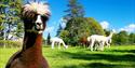 A brown alpaca with a white fringe in the foreground with some white and brown alpacas in the background at Alpacaly Ever After
