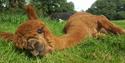 A brown alpaca lying down in the grass at Alpacaly Ever After
