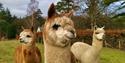 a trio of alpacas eating grass at Alpacaly Ever After