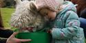 A small child feeding alpacas at Alpacaly Ever After