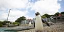 Northern rockhopper penguin at Whipsnade Zoo