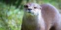 A brown otter in a grassy background, looking at the camera