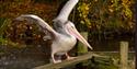 Pelican