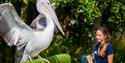 A pelican with its keeper at WWT Slimbridge Wetland Centre