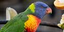 Rainbow Lorikeet