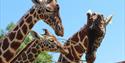 Reticulated giraffes at Whipsnade Zoo